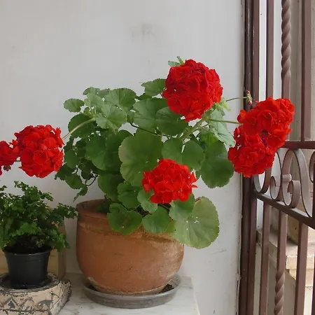 Gæstehus Adore Portugal *