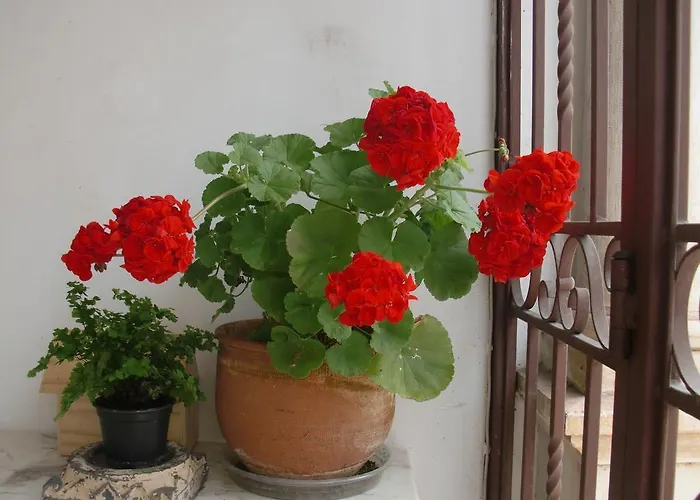 Guest house Adore Portugal *